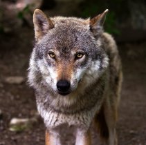 loup Brig